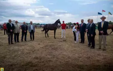 XXV Championat Koni - Aparat 1 45