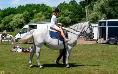 XXV Championat Koni - Aparat 1 290