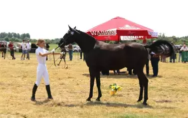 XXV Championat Koni - Aparat 2 202