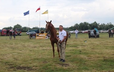 XXVI Świętokrzyski Młodzieżowy Championat Koni Małopolskich w Opatowcu - święto hodowc&oacute;w, tradycji i dobrej zabawy - aparat 3 159