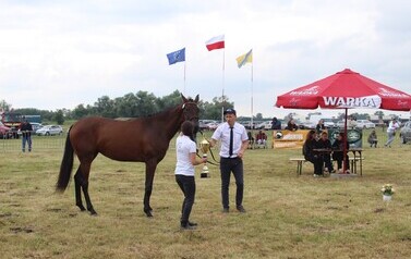 XXVI Świętokrzyski Młodzieżowy Championat Koni Małopolskich w Opatowcu - święto hodowc&oacute;w, tradycji i dobrej zabawy - aparat 3 162