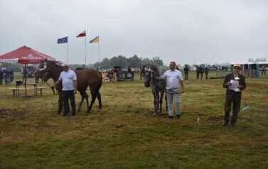 XXVI Świętokrzyski Młodzieżowy Championat Koni Małopolskich w Opatowcu - święto hodowc&oacute;w, tradycji i dobrej zabawy - aparat 4 71