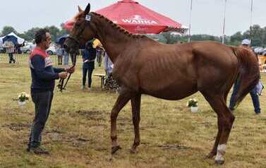 XXVI Świętokrzyski Młodzieżowy Championat Koni Małopolskich w Opatowcu - święto hodowc&oacute;w, tradycji i dobrej zabawy - aparat 4 86