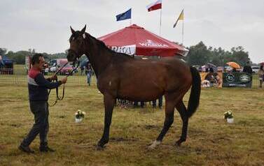 XXVI Świętokrzyski Młodzieżowy Championat Koni Małopolskich w Opatowcu - święto hodowc&oacute;w, tradycji i dobrej zabawy - aparat 4 101