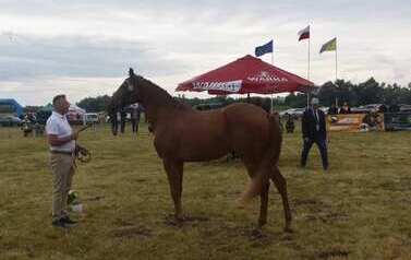 XXVI Świętokrzyski Młodzieżowy Championat Koni Małopolskich w Opatowcu - święto hodowc&oacute;w, tradycji i dobrej zabawy - aparat 4 138