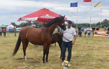 XXVI Świętokrzyski Młodzieżowy Championat Koni Małopolskich w Opatowcu - święto hodowc&oacute;w, tradycji i dobrej zabawy - aparat 4 159