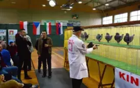 Osiągnięcie mieszkańca Gminy Opatowiec na wystawie gołębi rasy KING 2