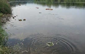 Wianki nad Wisłą w Opatowcu &ndash; tradycja, integracja i edukacja międzypokoleniowa 50