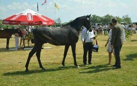 XXIII Świętokrzyski Młodzieżowy Championat Koni Małopolskich w Opatowcu - dzień II aparat 4 126