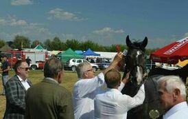 XXIII Świętokrzyski Młodzieżowy Championat Koni Małopolskich w Opatowcu - dzień II aparat 4 121