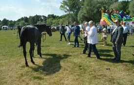 XXIII Świętokrzyski Młodzieżowy Championat Koni Małopolskich w Opatowcu - dzień II aparat 4 118