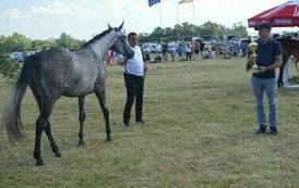 XXIII Świętokrzyski Młodzieżowy Championat Koni Małopolskich w Opatowcu - dzień II aparat 4 117