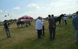 XXIII Świętokrzyski Młodzieżowy Championat Koni Małopolskich w Opatowcu - dzień II aparat 4 116