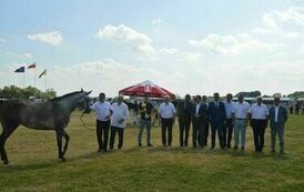 XXIII Świętokrzyski Młodzieżowy Championat Koni Małopolskich w Opatowcu - dzień II aparat 4 115