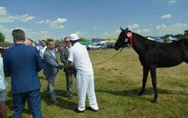 XXIII Świętokrzyski Młodzieżowy Championat Koni Małopolskich w Opatowcu - dzień II aparat 4 107