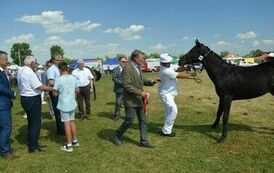 XXIII Świętokrzyski Młodzieżowy Championat Koni Małopolskich w Opatowcu - dzień II aparat 4 106
