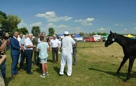 XXIII Świętokrzyski Młodzieżowy Championat Koni Małopolskich w Opatowcu - dzień II aparat 4 105