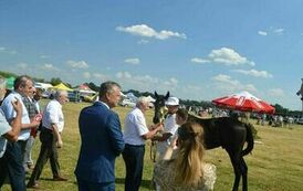 XXIII Świętokrzyski Młodzieżowy Championat Koni Małopolskich w Opatowcu - dzień II aparat 4 104