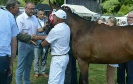 XXIII Świętokrzyski Młodzieżowy Championat Koni Małopolskich w Opatowcu - dzień II aparat 4 100