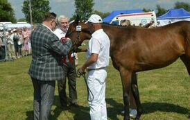 XXIII Świętokrzyski Młodzieżowy Championat Koni Małopolskich w Opatowcu - dzień II aparat 4 99