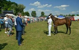 XXIII Świętokrzyski Młodzieżowy Championat Koni Małopolskich w Opatowcu - dzień II aparat 4 98