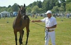 XXIII Świętokrzyski Młodzieżowy Championat Koni Małopolskich w Opatowcu - dzień II aparat 4 92