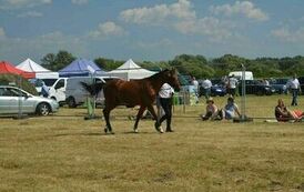 XXIII Świętokrzyski Młodzieżowy Championat Koni Małopolskich w Opatowcu - dzień II aparat 4 91
