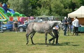 XXIII Świętokrzyski Młodzieżowy Championat Koni Małopolskich w Opatowcu - dzień II aparat 4 90