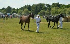 XXIII Świętokrzyski Młodzieżowy Championat Koni Małopolskich w Opatowcu - dzień II aparat 4 89