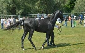 XXIII Świętokrzyski Młodzieżowy Championat Koni Małopolskich w Opatowcu - dzień II aparat 4 87