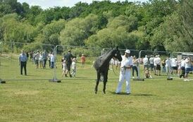 XXIII Świętokrzyski Młodzieżowy Championat Koni Małopolskich w Opatowcu - dzień II aparat 4 86