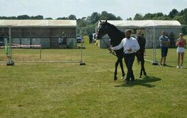 XXIII Świętokrzyski Młodzieżowy Championat Koni Małopolskich w Opatowcu - dzień II aparat 4 85