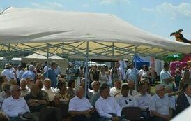 XXIII Świętokrzyski Młodzieżowy Championat Koni Małopolskich w Opatowcu - dzień II aparat 4 82