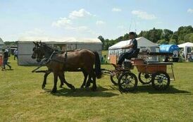 XXIII Świętokrzyski Młodzieżowy Championat Koni Małopolskich w Opatowcu - dzień II aparat 4 74