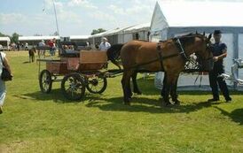 XXIII Świętokrzyski Młodzieżowy Championat Koni Małopolskich w Opatowcu - dzień II aparat 4 71