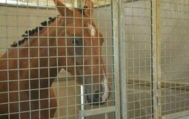 XXIII Świętokrzyski Młodzieżowy Championat Koni Małopolskich w Opatowcu - dzień II aparat 4 70