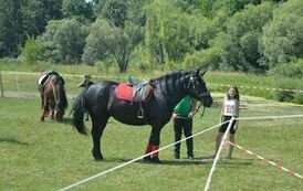 XXIII Świętokrzyski Młodzieżowy Championat Koni Małopolskich w Opatowcu - dzień II aparat 4 69