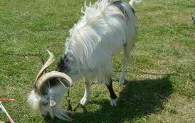 XXIII Świętokrzyski Młodzieżowy Championat Koni Małopolskich w Opatowcu - dzień II aparat 4 68