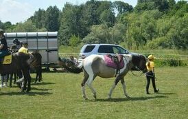 XXIII Świętokrzyski Młodzieżowy Championat Koni Małopolskich w Opatowcu - dzień II aparat 4 64