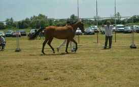 XXIII Świętokrzyski Młodzieżowy Championat Koni Małopolskich w Opatowcu - dzień II aparat 4 57