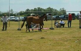 XXIII Świętokrzyski Młodzieżowy Championat Koni Małopolskich w Opatowcu - dzień II aparat 4 56