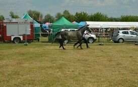 XXIII Świętokrzyski Młodzieżowy Championat Koni Małopolskich w Opatowcu - dzień II aparat 4 55