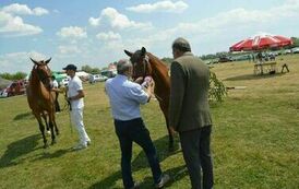 XXIII Świętokrzyski Młodzieżowy Championat Koni Małopolskich w Opatowcu - dzień II aparat 4 54