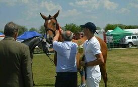 XXIII Świętokrzyski Młodzieżowy Championat Koni Małopolskich w Opatowcu - dzień II aparat 4 51