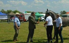 XXIII Świętokrzyski Młodzieżowy Championat Koni Małopolskich w Opatowcu - dzień II aparat 4 48