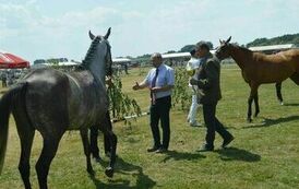 XXIII Świętokrzyski Młodzieżowy Championat Koni Małopolskich w Opatowcu - dzień II aparat 4 47
