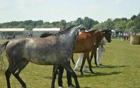 XXIII Świętokrzyski Młodzieżowy Championat Koni Małopolskich w Opatowcu - dzień II aparat 4 44
