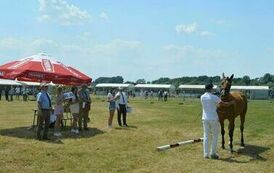 XXIII Świętokrzyski Młodzieżowy Championat Koni Małopolskich w Opatowcu - dzień II aparat 4 43