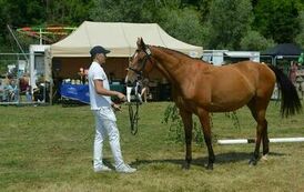 XXIII Świętokrzyski Młodzieżowy Championat Koni Małopolskich w Opatowcu - dzień II aparat 4 42