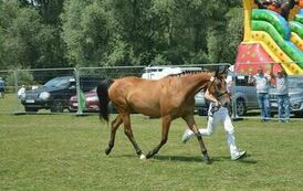 XXIII Świętokrzyski Młodzieżowy Championat Koni Małopolskich w Opatowcu - dzień II aparat 4 41